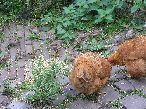 samen-eten.jpg