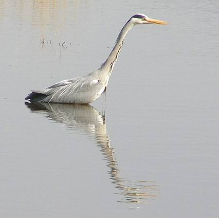 reiger-15-4.JPG