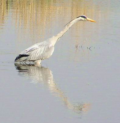 reiger-2.JPG