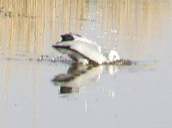 reiger-3.JPG