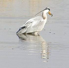 reiger-4.JPG