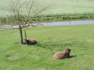 siesta-bruin