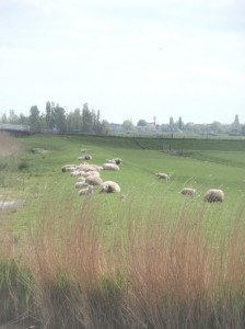 siesta-dijk