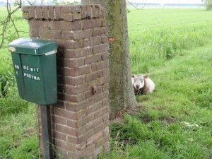 waakschaap