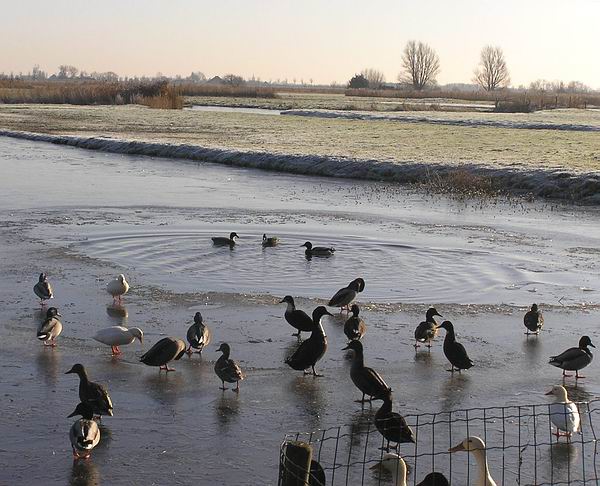 wakpolder